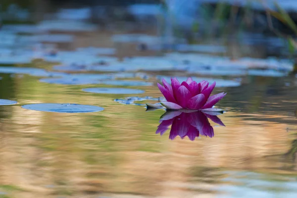 Water lily (Nymphaeaceae) on the surface of garden pond. Selecti — Stock Photo, Image