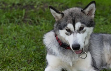 Köpek doğurmak alaskan malamute bir bahçe. Sığ derinlik-in tarla. 