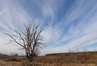 Çam ağacı olmadan bir sonbahar manzara yapraklarda