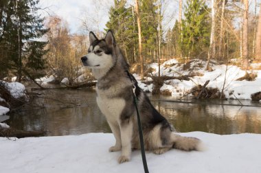 Köpek doğurmak alaskan malamute karlı bir ormanda