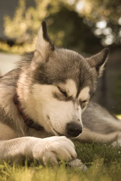 Raça de cão malamute alaskan em um jardim. Profundidade de campo rasa . — Fotografia de Stock