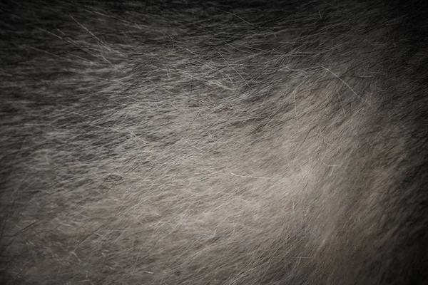 Fur of dog breed alaskan malamute for background. Toned — Stock Photo, Image