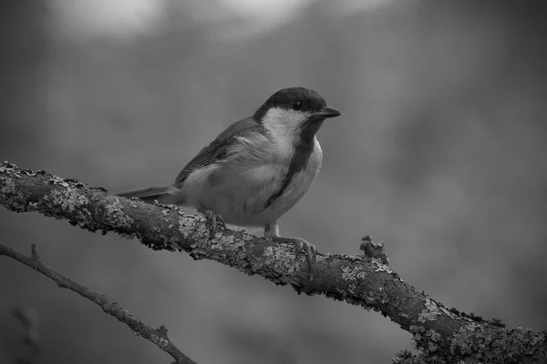 Tit (Parus major) on the branch of tree in a forest. Blurred nat — Φωτογραφία Αρχείου