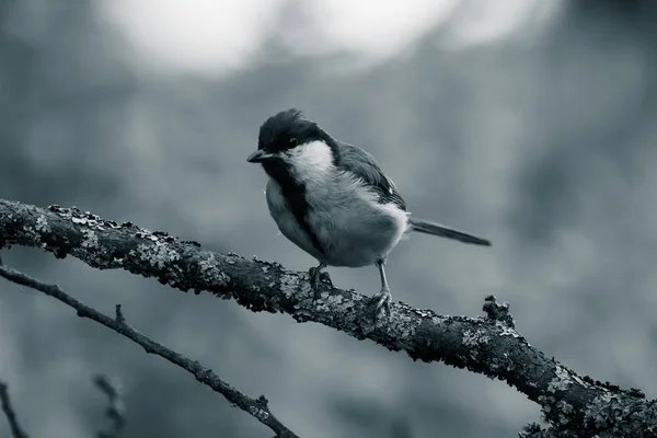 Baştankara (Parus major) bir orman ağacı dalı. Bulanık nat — Stok fotoğraf