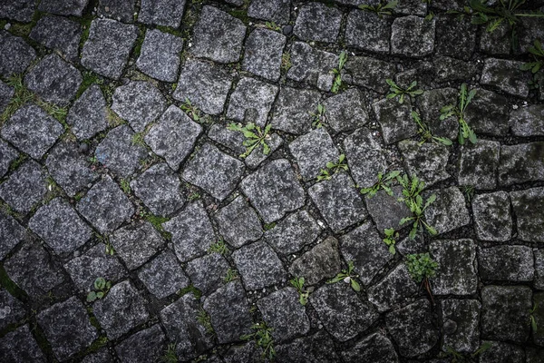 Gray stone floor tile with new grass for background. Toned — Stock Photo, Image