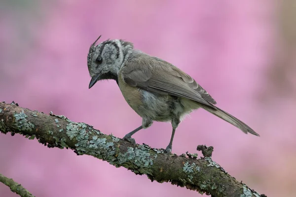 Европейская хребтовая синица (Lophophanes cristatus) на ветви — стоковое фото