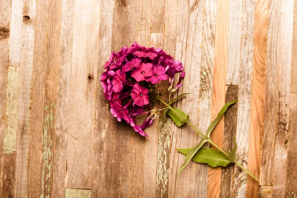 Flower on a rough weathered wooden board. Rustic texture for bac — Stock Photo, Image