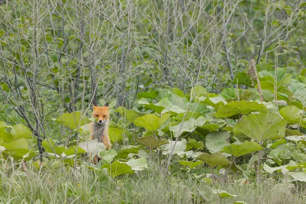 Jovem foxe pequeno bonito em uma grande folhas em uma floresta. Selectivo — Fotografia de Stock