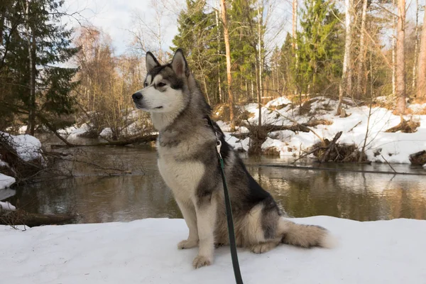 Hund rasen alaskan malamute i en snöig skog — Stockfoto