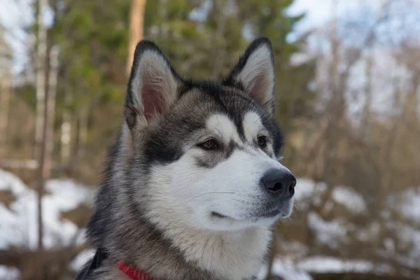 Hund rasen alaskan malamute i en snöig skog — Stockfoto