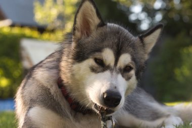 Köpek doğurmak alaskan malamute bir bahçe. Sığ derinlik-in tarla. 