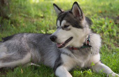 Köpek doğurmak alaskan malamute bir bahçe. Sığ derinlik-in tarla. 