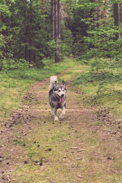 Собака разводит аляскинского маламута на прогулке по лесу. Toned — стоковое фото
