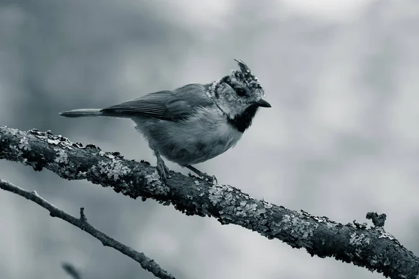 Европейская хребтовая синица (Lophophanes cristatus) на ветви — стоковое фото