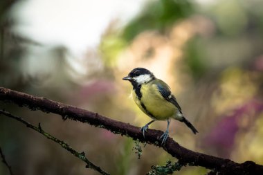 Baştankara (Parus major) bir orman ağacı dalı. Bulanık nat