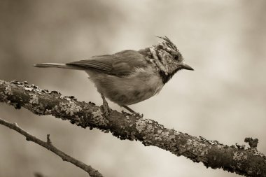 Tr dalı üzerinde Avrupa Tepeli baştankara (Lophophanes cristatus)