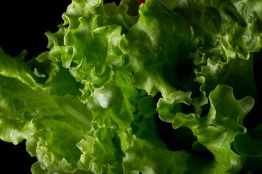 Siyah bir zemin üzerine taze yeşil salata