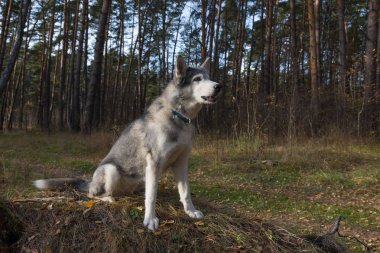 Köpek doğurmak bir ormanda yürüyüş husky. Seçici odak