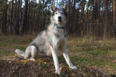 Köpek doğurmak bir ormanda yürüyüş husky. Seçici odak