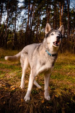 Köpek doğurmak bir ormanda yürüyüş husky. Seçici odak. Ton