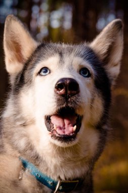 Köpek doğurmak bir ormanda yürüyüş husky. Seçici odak. Ton