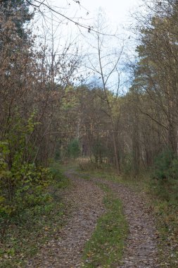 güzel sonbahar orman görünümünde