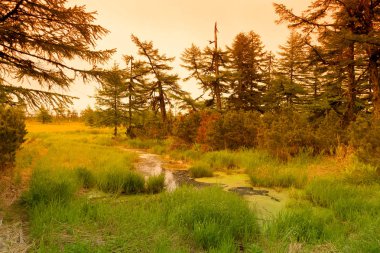 Yaz peyzaj Sakhalin Adası. Tonda