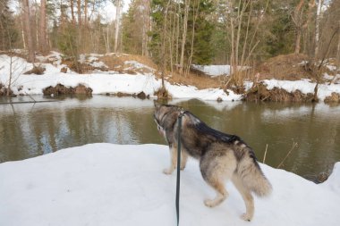 Köpek doğurmak alaskan malamute karlı bir ormanda