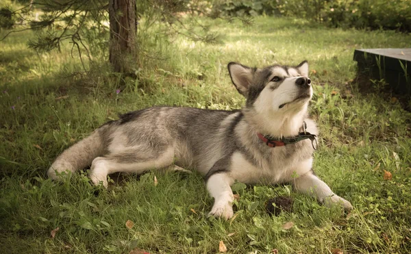 Raça de cão malamute alaskan em um jardim. Profundidade de campo rasa . — Fotografia de Stock