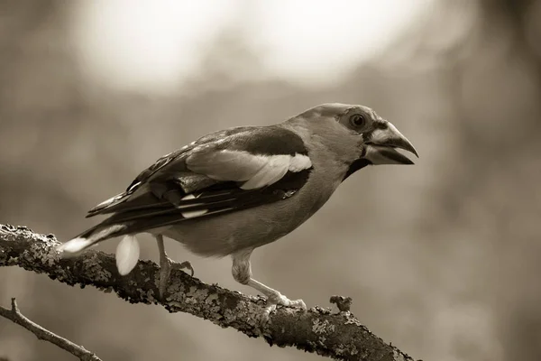 Coccothraustes (Fringillidae) on the branch of tree in a forest. — Stock Photo, Image