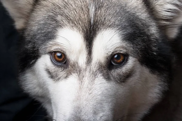 Cão raça alasca malamute retrato de perto. Profundidade rasa de f — Fotografia de Stock