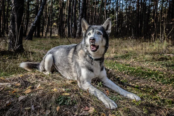 Pies rasy husky na spacery w lesie. Selektywny fokus. Ton — Zdjęcie stockowe