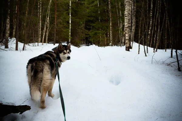 Собака разводит аляскинского маламута в заснеженном лесу. Toned — стоковое фото