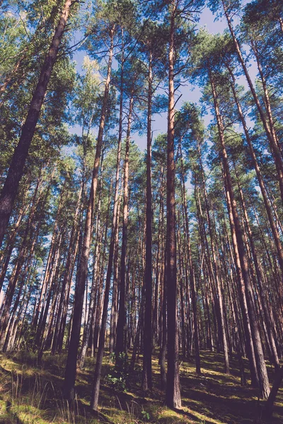 秋の森の美しい景色。トーン — ストック写真