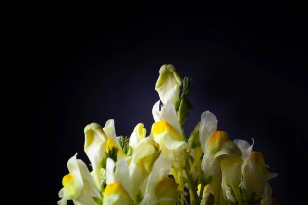 Flores silvestres de verão em um fundo escuro. Foco seletivo. Shallo... — Fotografia de Stock