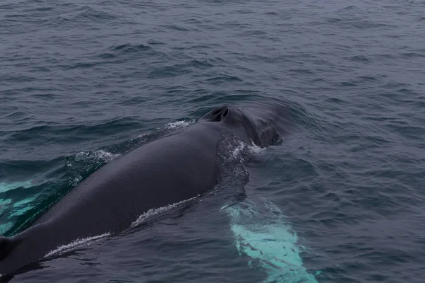 Walvissen wild in een koud zeewater in de buurt van IJsland kust — Stockfoto