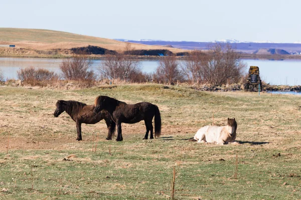アイスランドの荒廃した牧草地に馬 — ストック写真