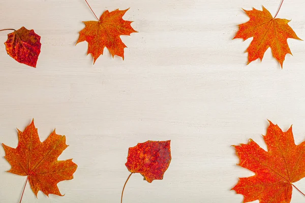 Samenstelling van heldere herfstbladeren op een lichte achtergrond. Getooid — Stockfoto