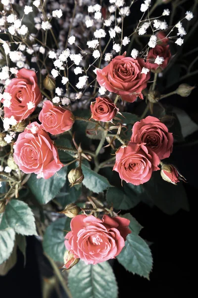 Maravilloso ramo de rosas arbustivas y gypsophila en un backgro oscuro —  Fotos de Stock