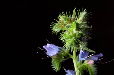 Koyu renkli bir arka plandaki yaz kır çiçekleri. Seçici odak. Shallo