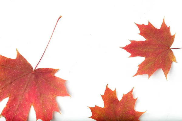 Samenstelling van heldere herfstbladeren op een lichte achtergrond — Stockfoto