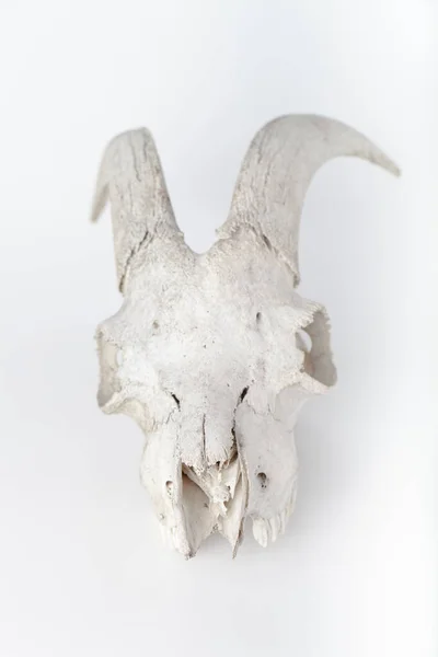 Old moose skull isolated on white background — Stock Photo, Image