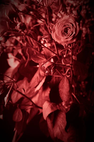 Wspaniały bukiet krzewów róż i gipsówki na ciemnym backgro — Zdjęcie stockowe