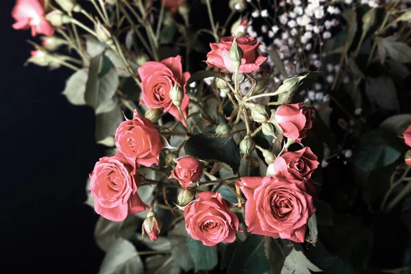 Maravilloso ramo de rosas arbustivas y gypsophila en un backgro oscuro —  Fotos de Stock