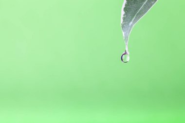 Çiçeğin ayrıntıları renkli bir arkaplanda. Seçici 