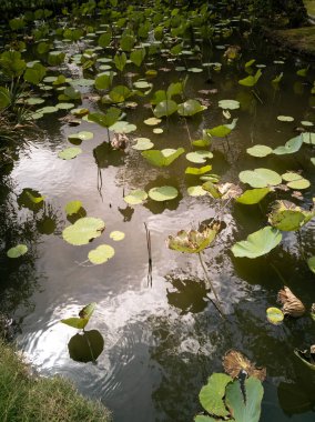 Vietnam 'da bir tatil köyünde Lotus göleti.