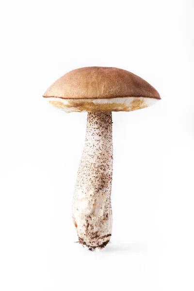 Boletus mushroom (Lccinum scbrum) - cosecha otoñal de setas silvestres sobre el fondo claro —  Fotos de Stock