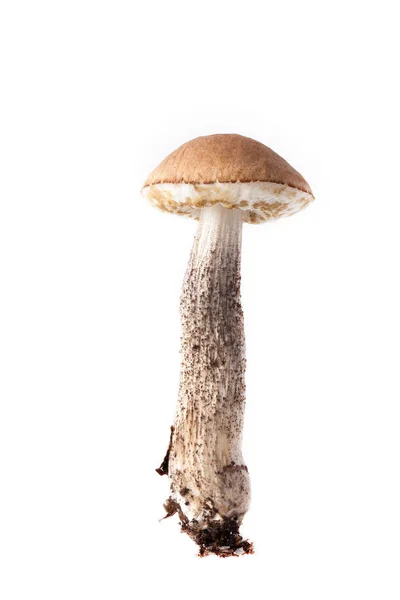 Cogumelo de boleto (Lccinum scbrum) - colheita de outono de cogumelos selvagens no fundo leve — Fotografia de Stock