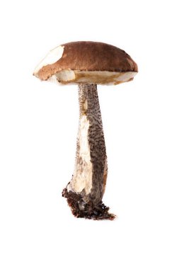 Boletus mantarı (Lccinum scbrum) - hafif arkaplanda sonbahar hasadı