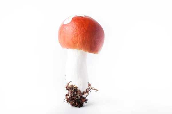 Fungo Russula (Rssula rssulus) - raccolta autunnale di funghi selvatici sullo sfondo chiaro — Foto Stock